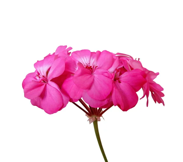 白い背景に隔離されたピンクのゼラニウムの花 — ストック写真