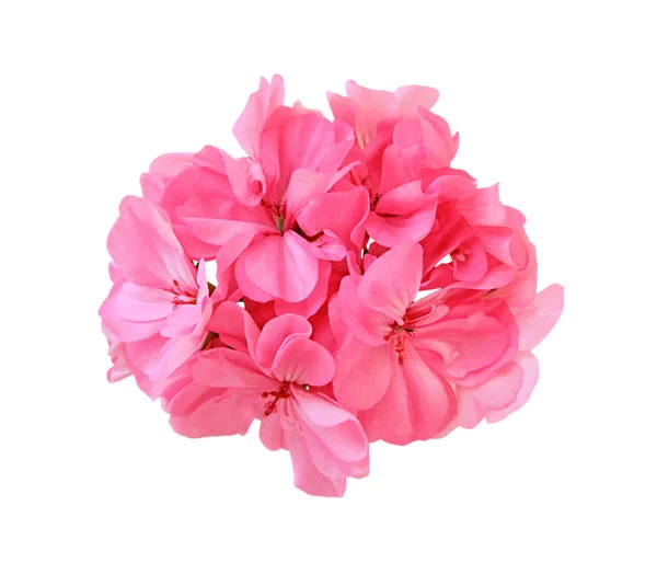 Pembe sardunya çiçeği beyaz bir arka plan üzerinde izole