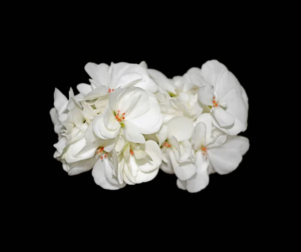 White geranium flower isolated on a black background