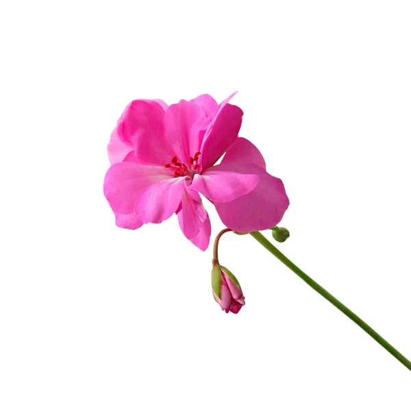 Růžová geraniová květina izolovaná na bílém pozadí — Stock fotografie