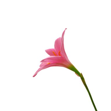 Beyaz arka planda izole edilmiş güzel pembe çiçek.