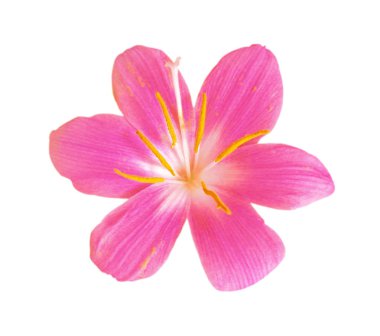 Beyaz arka planda izole edilmiş güzel pembe çiçek.