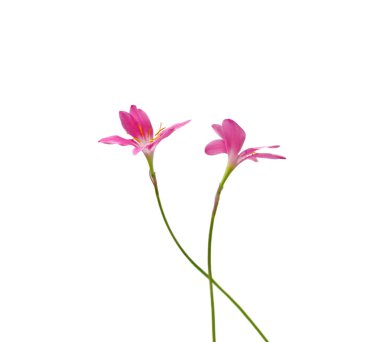 Beyaz bir arka plan üzerinde izole iki pembe çiçek