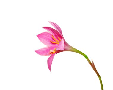 Beyaz arka planda izole edilmiş güzel pembe çiçek.