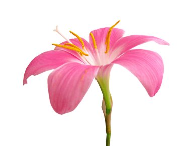 Beyaz arka planda izole edilmiş güzel pembe çiçek.