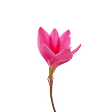 Beyaz arka planda izole edilmiş güzel pembe çiçek.
