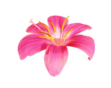 Beyaz arka planda izole edilmiş güzel pembe çiçek.