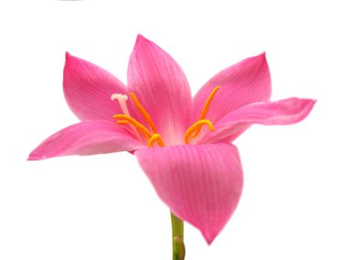 Beyaz arka planda izole edilmiş güzel pembe çiçek.