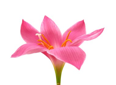 Beyaz arka planda izole edilmiş güzel pembe çiçek.