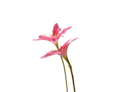 Beyaz bir arka plan üzerinde izole iki pembe çiçek