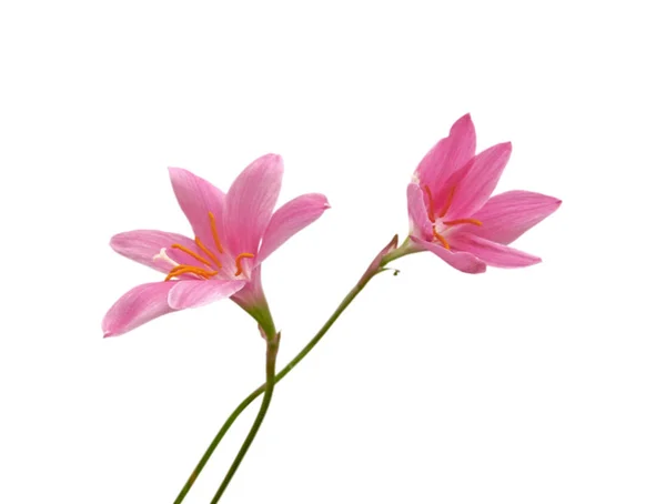Dos flores rosadas aisladas sobre un fondo blanco — Foto de Stock