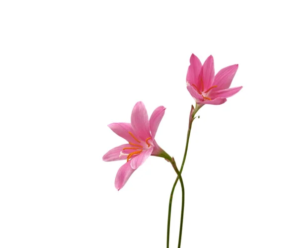 Dos flores rosadas aisladas sobre un fondo blanco — Foto de Stock