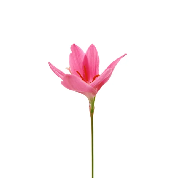 Bellissimo fiore rosa isolato su uno sfondo bianco — Foto Stock
