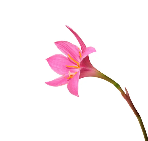 Hermosa flor rosa aislada sobre un fondo blanco — Foto de Stock