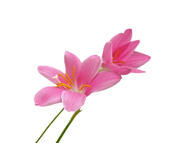 白い背景に孤立した2つのピンクの花 — ストック写真