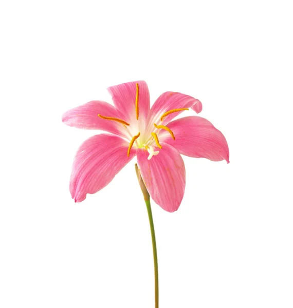 Hermosa flor rosa aislada sobre un fondo blanco — Foto de Stock