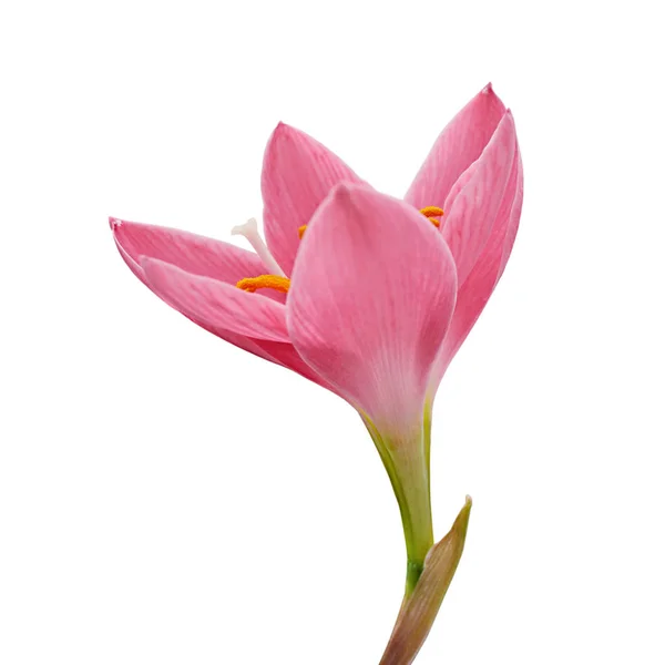 Nádherná růžová květina izolovaná na bílém pozadí — Stock fotografie