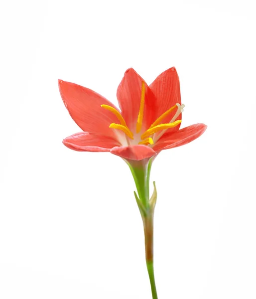 Hermosa flor roja aislada sobre un fondo blanco — Foto de Stock