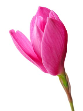 Beyaz arka planda izole edilmiş güzel pembe çiçek.