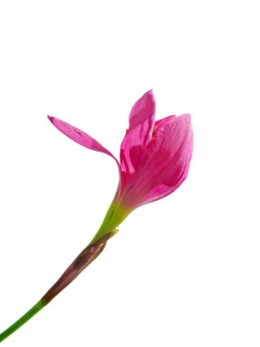 Beyaz arka planda izole edilmiş güzel pembe çiçek.