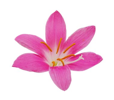 Beyaz arka planda izole edilmiş güzel pembe çiçek.