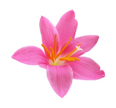 Beyaz arka planda izole edilmiş güzel pembe çiçek.