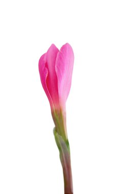 Beyaz arka planda izole edilmiş güzel pembe çiçek.