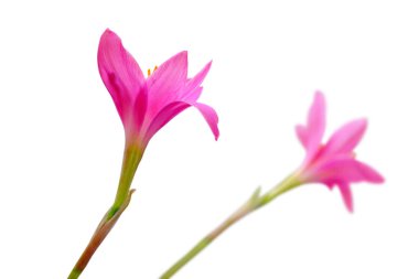 Beyaz bir arka plan üzerinde izole güzel pembe çiçekler