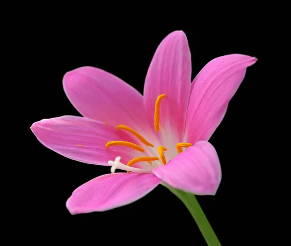 Beautiful pink flower isolated on a black background