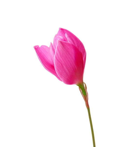 Красивый розовый цветок изолирован на белом фоне — стоковое фото