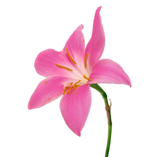 Beyaz arka planda izole edilmiş güzel pembe çiçek.