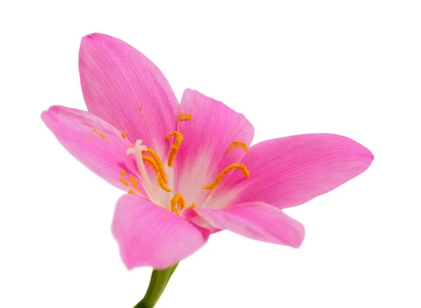 白い背景に孤立した美しいピンクの花 — ストック写真