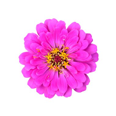 Beyaz arka planda izole edilmiş güzel pembe çiçek.