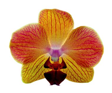 Beyaz arka planda izole edilmiş güzel sarı orkide.