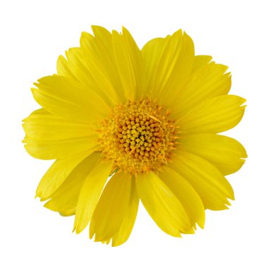 Beyaz bir arka plan üzerinde izole güzel sarı çiçek