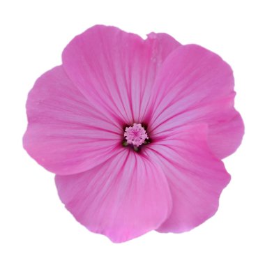Beyaz arka planda izole edilmiş güzel pembe çiçek.