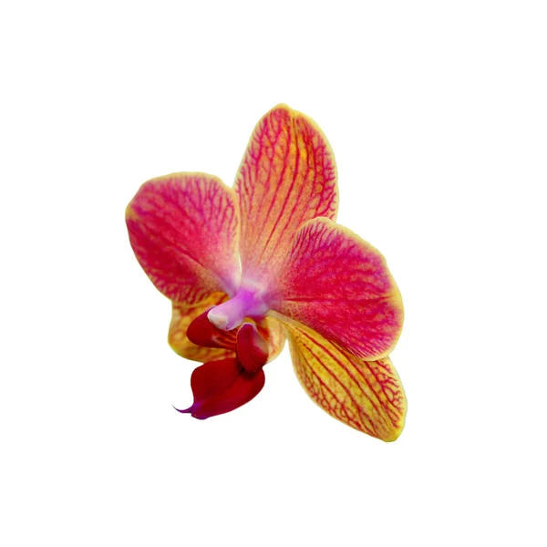 Mooie gele orchidee geïsoleerd op een witte achtergrond — Stockfoto