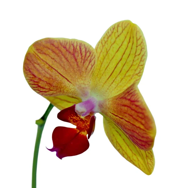 Mooie gele orchidee geïsoleerd op een witte achtergrond — Stockfoto