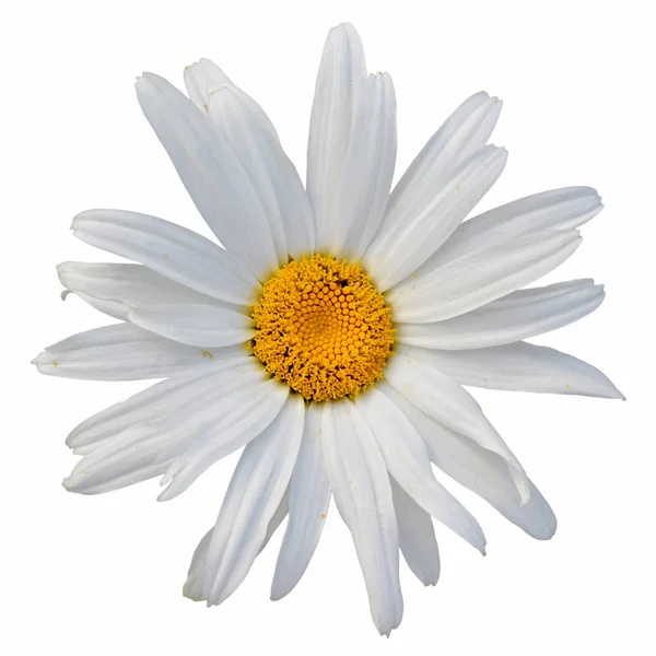 Schöne weiße Kamille isoliert auf weißem Hintergrund — Stockfoto