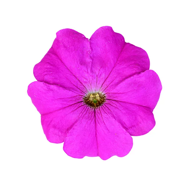 Fleur violette lumineuse isolée sur un fond blanc — Photo