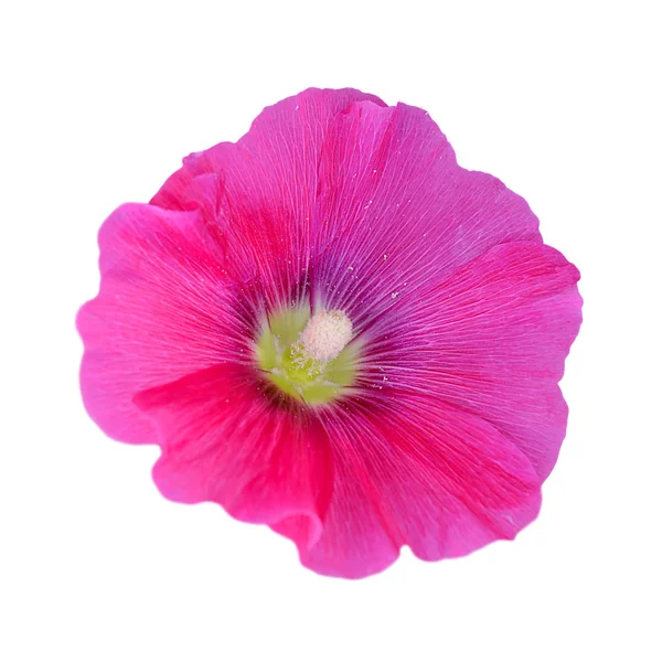 Hermosa flor rosa aislada sobre un fondo blanco — Foto de Stock