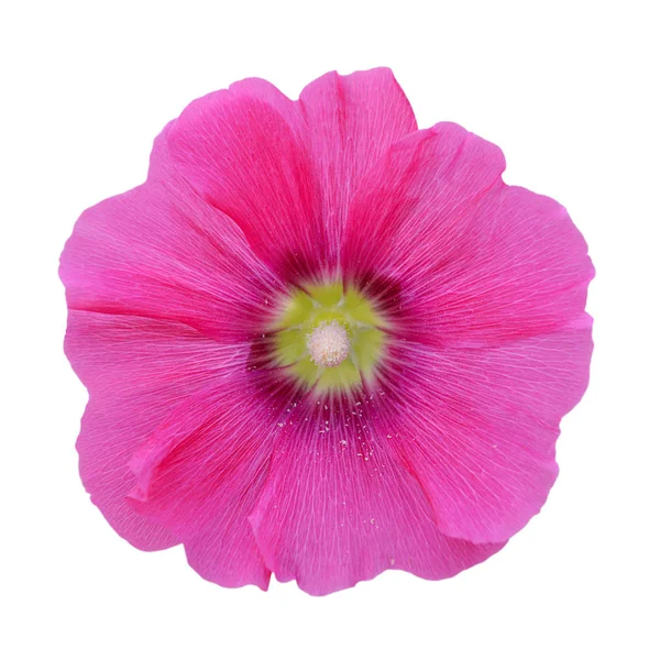 Hermosa flor rosa aislada sobre un fondo blanco — Foto de Stock