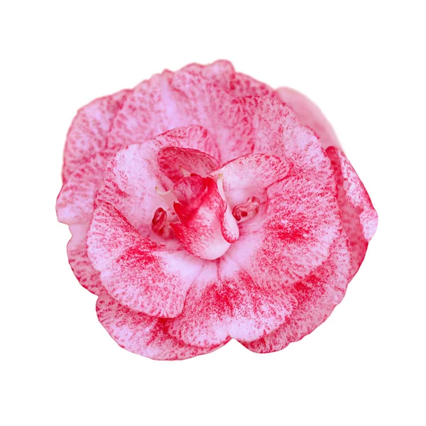 Bunga merah muda yang indah terisolasi pada latar belakang putih — Stok Foto