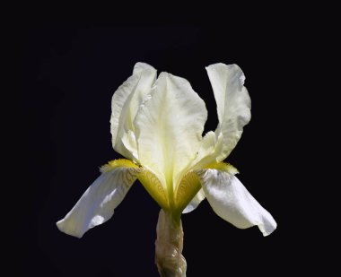Güzel beyaz iris çiçek siyah bir arka plan üzerinde izole