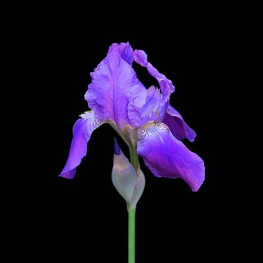 Güzel mor iris siyah bir arka plan üzerinde izole