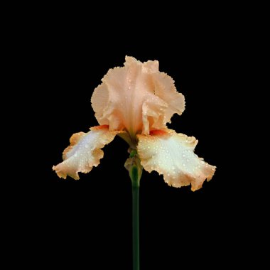 Güzel turuncu Iris siyah bir arka plan üzerinde izole