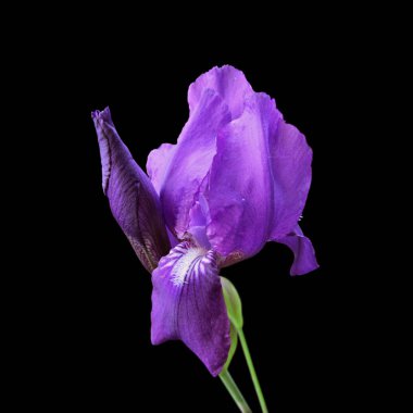Güzel mor iris siyah bir arka plan üzerinde izole
