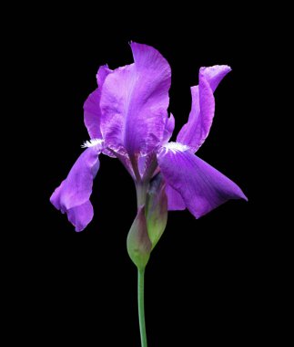 Güzel mor iris siyah bir arka plan üzerinde izole