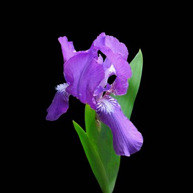 Güzel mor iris siyah bir arka plan üzerinde izole