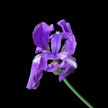 Güzel mor iris siyah bir arka plan üzerinde izole